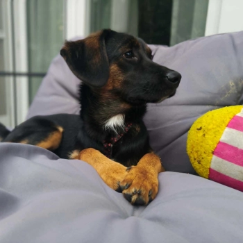 Fiona
